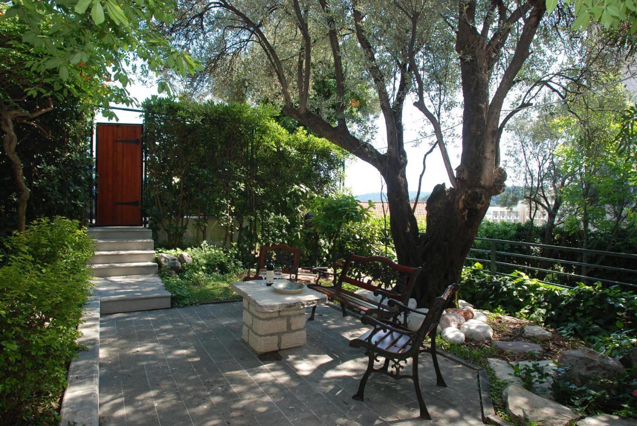 Olive Tree
